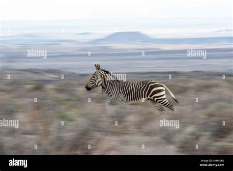 Zebra running through bush, South Africa Stock Photo - Alamy