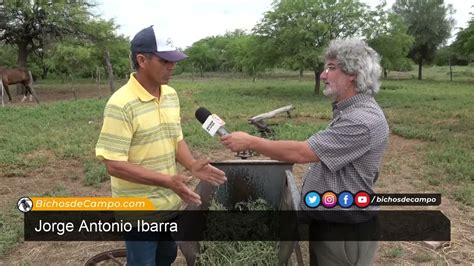 Jorge Antonio Ibarra productor santiagueño de fardos de alfalfa YouTube