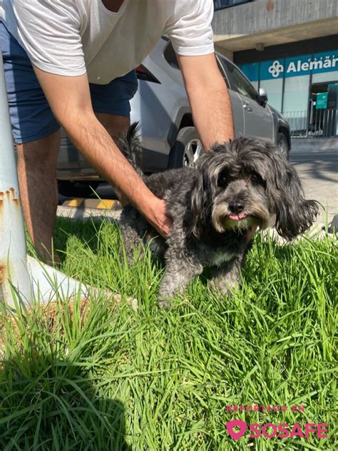 Sosafe Perro Negro Peque O Con Collar No Le Pude Ver La Chapa Con El