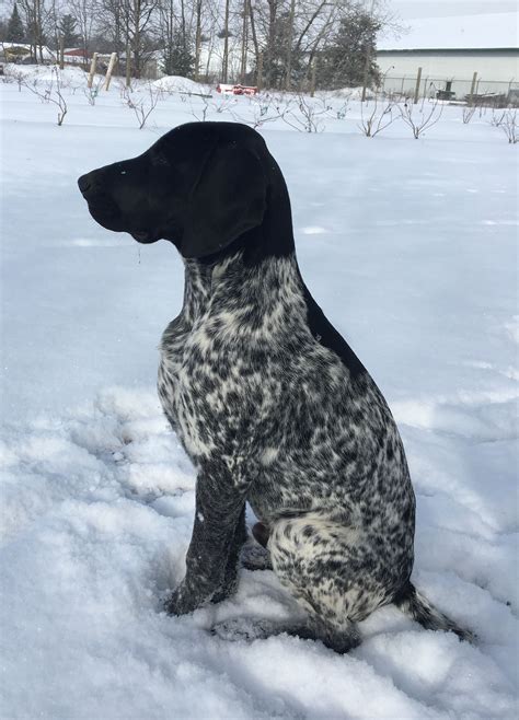 Cole 4 Months Old Black And White German Shorthair Pointer Pointer