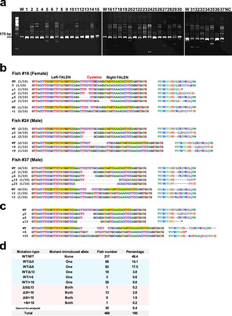 Production Of The V A Knockout Lineage A Results Of The