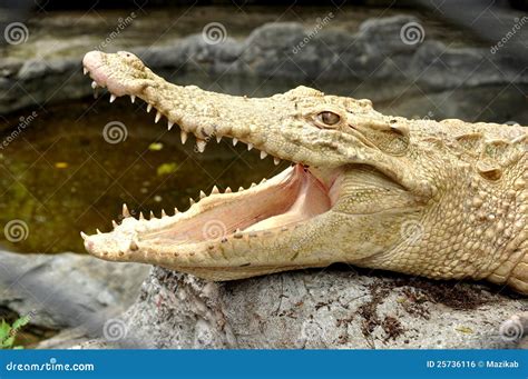 Albino crocodile stock photo. Image of fierce, crocodilus - 25736116