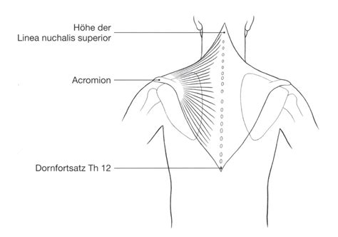 Trapeziuslappen Plastische Und Ästhetische Chirurgie