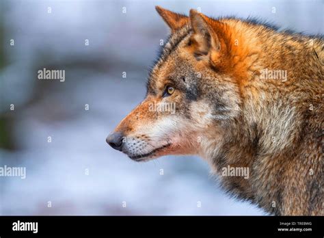 European Gray Wolf Canis Lupus Lupus Portrait Side View Finland