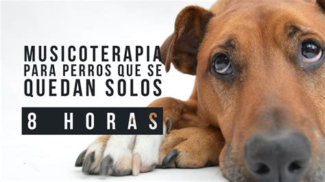 Musicoterapia para perros que se quedan solos 8 HORAS DE MÚSICA