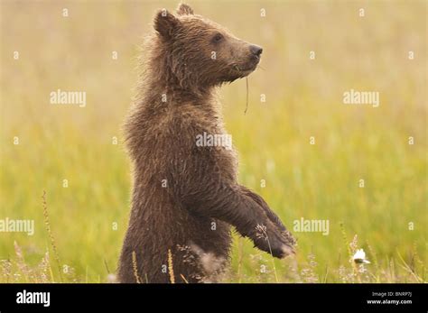 Brown Bear Standing Up Hi Res Stock Photography And Images Alamy