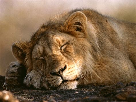 Lion Pictures - African Cat Wallpapers - National Geographic