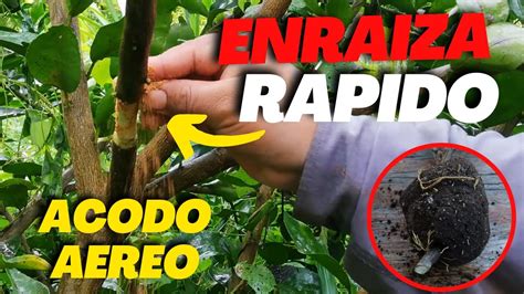 Como Realizar Un Acodo A Reo En Limonero Enra Za R Pido Cualquier Rbol