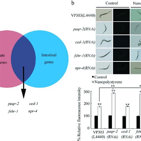 Identification Of Intestinal Gpcrs Involved In Control Of The Response Download Scientific