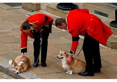 Apr S La Mort De La Reine Le Prix Des Corgis Atteint Des Records Une