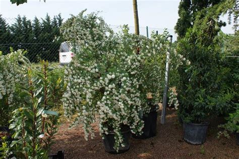 Spiraea Vanhouttei Prachtspiere Pflanzenhof Toskanapark