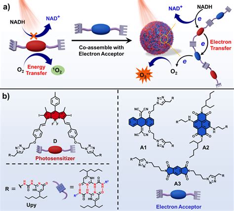 Schematic Representation Of Pdt Based On Supramolecular Photodynamic