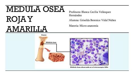 Médula Ósea Roja y Amarilla GRISELDA VIDAL uDocz