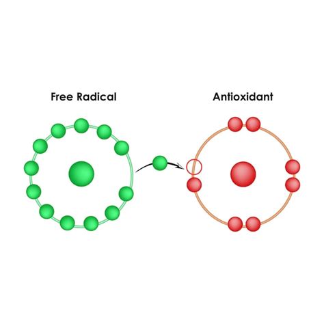 premium vector  radical  antioxidants antioxidant vector