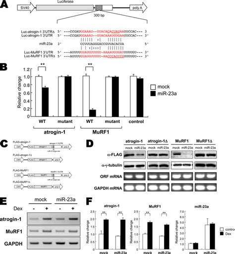 Mir A Targets And Suppresses Mafbx Atrogin And Murf Expression A