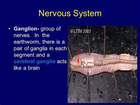 Earthworm Ganglia