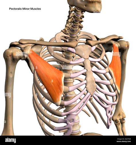 Pectoralis Minor Muscles Isolated In Anterior View With Human Skeletal