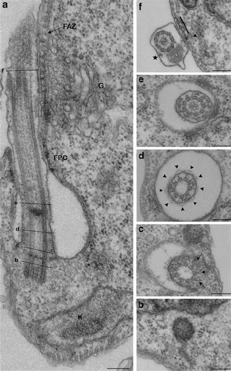 Ultra Structure Of The Flagellum In Culture Procyclic Form Of T Brucei