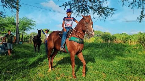 CAVALOS RAROS DE VAQUEJADA QUARTO DE MILHA Á VENDA DOM ROXÃO E MUITO