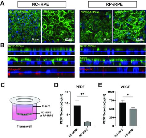 The Change In Polarity In Rp Irpe Cells A Immunofluorescence