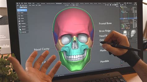 How To Sculpt The Skull For Beginners In Blender Anatomy Proportions