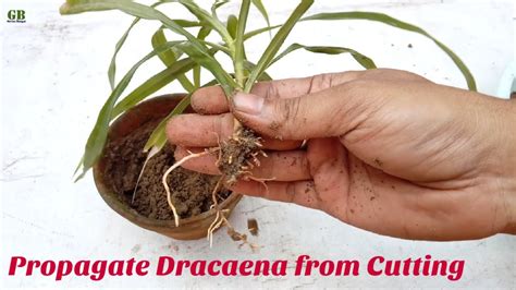 How To Propagate Dracaena Plant From Cutting And Care Tips With Update