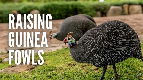 Guinea Fowl Bird Facts A-Z Animals, 51% OFF