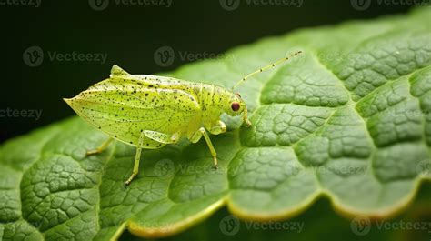 insect leaf hopper 56062726 Stock Photo at Vecteezy