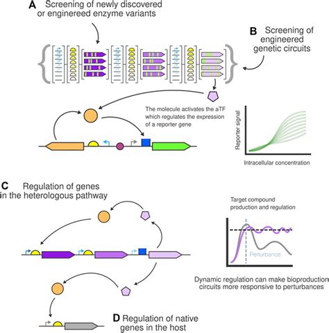 Frontiers Transcription Factor Based Biosensors For Screening And