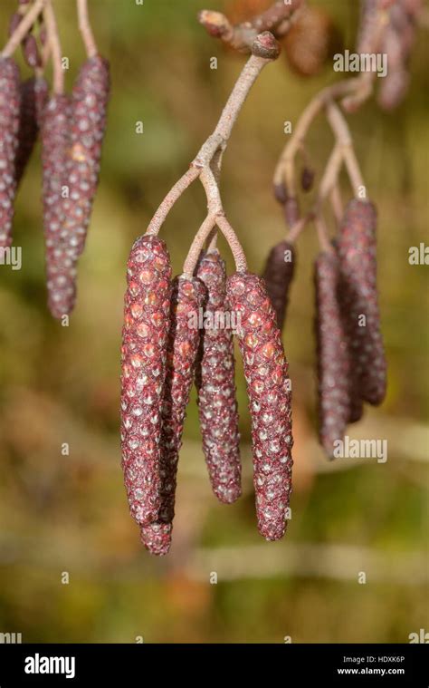 Common Alder Hi Res Stock Photography And Images Alamy