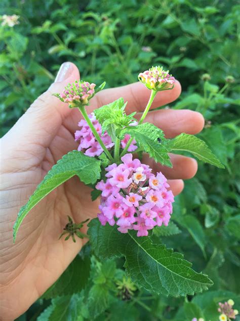 Propagating Lantana From Cuttings Garden Lovers Club