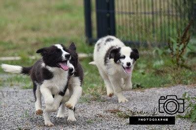 Chiot Elevage Du Mas Ensoleillé eleveur de chiens Border Collies en