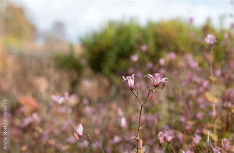 Garden At Hauser Wirth Gallery Named The Oudolf Field At Durslade