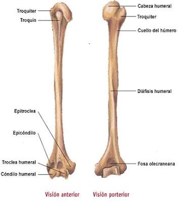 Nuestro Esqueleto Miembro Superior El H Mero