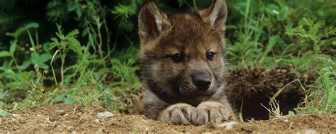 US government agency reportedly killed 8 wolf pups in their den | HSLF