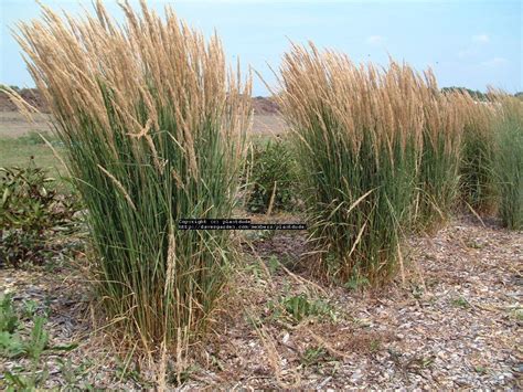 Plantfiles Pictures Calamagrostis Feather Reed Grass Karl Foerster Calamagrostis Acutiflora