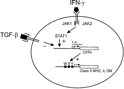 Schematic Model Of Regulation Of The Class Ii Mhc Ii And Dm Genes