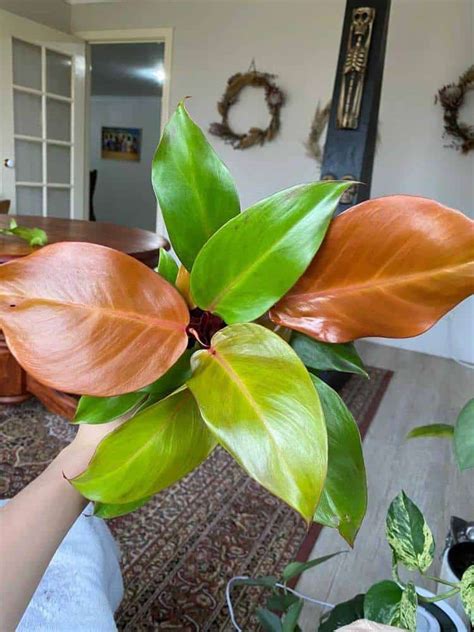 Philodendron "Prince of Orange" Care Made Easy