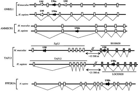 Differences In The Genomic Organisation Of The Three Novel Snornas