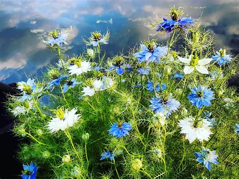 Nigella ‘Oxford Blue’. – Higgledy Garden