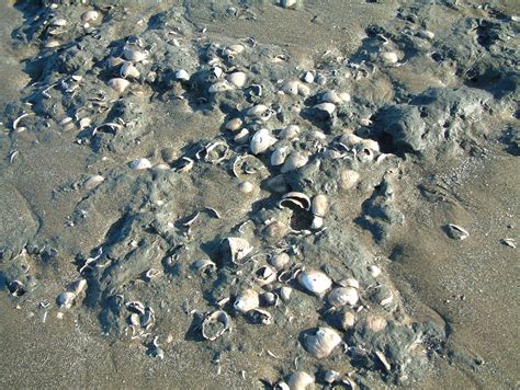 Uk Fossil Collecting