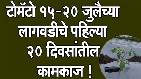 टोमॅटो १५ २० जुलैच्या लागवडीचे पहिल्या २० दिवसांतील कामकाज।doctorkisanटोमॅटोलागवडfarming