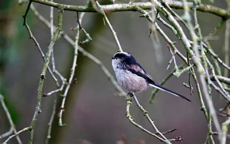 Premium Photo Long Tailed Tits Perched In The Woods