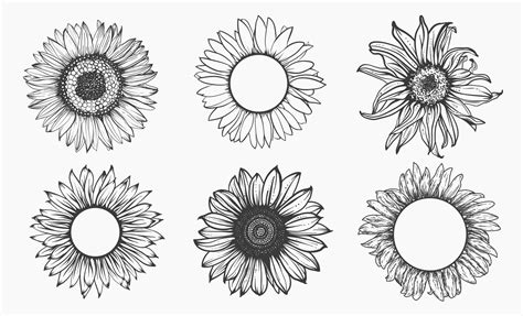 Sketch Of Sunflower Set Hand Drawn Outline Vector Illustration 2313835 Vector Art At Vecteezy