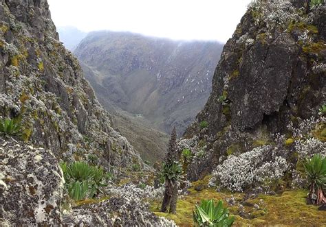 Rwenzori Mountains National Park - African Pearl Safaris