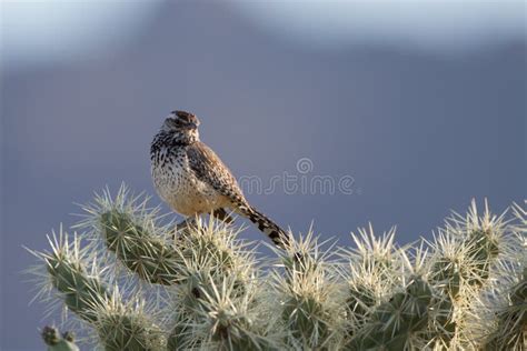 Cactus Wren Campylorhynchus Brunneicapillus Stock Image Image Of