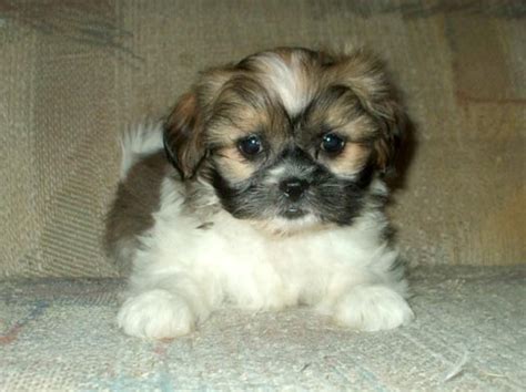 Shih Tzu Yorkie Mix Dogs | Puppies Cares