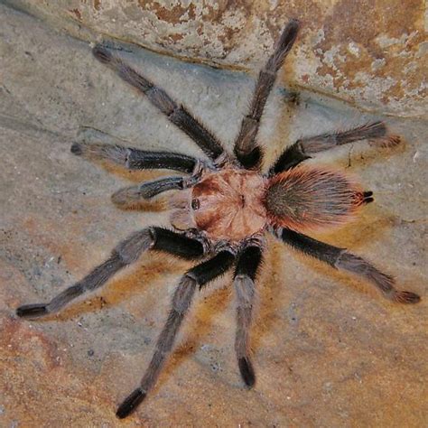 The Ozark Angler Tarantula Aphonopelma Hentzi Aphonopelma Hentzi