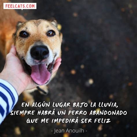 70 Frases De Perros Top Con Imágenes Y Fotos Feelcats