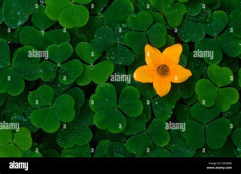 Shamrock An Yellow Blossom Flower Stock Photo 88469296 Alamy